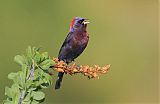 Varied Bunting